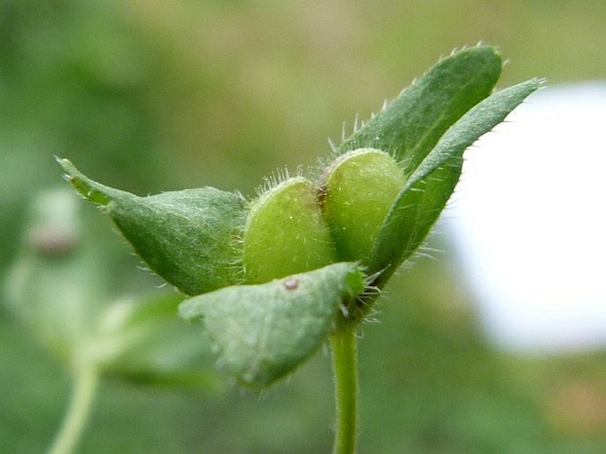 Veronica agrestis