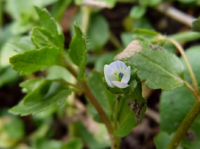 Veronica agrestis