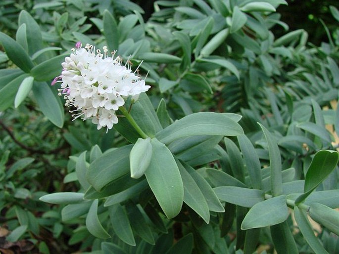 VERONICA ALBICANS Petrie – rozrazil / veronika