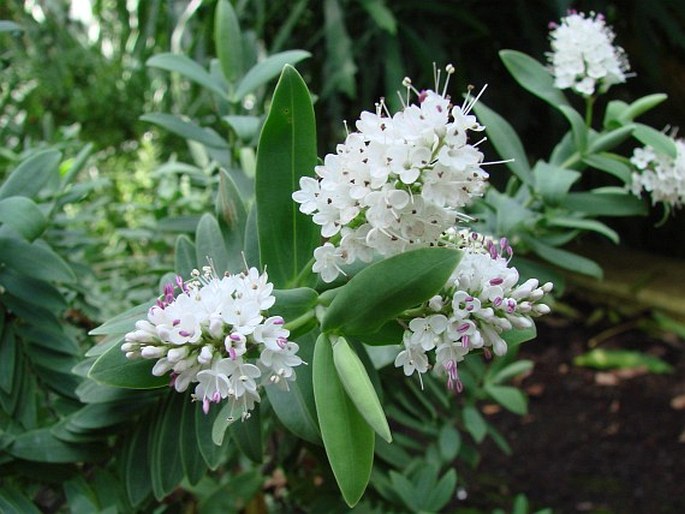 Veronica albicans