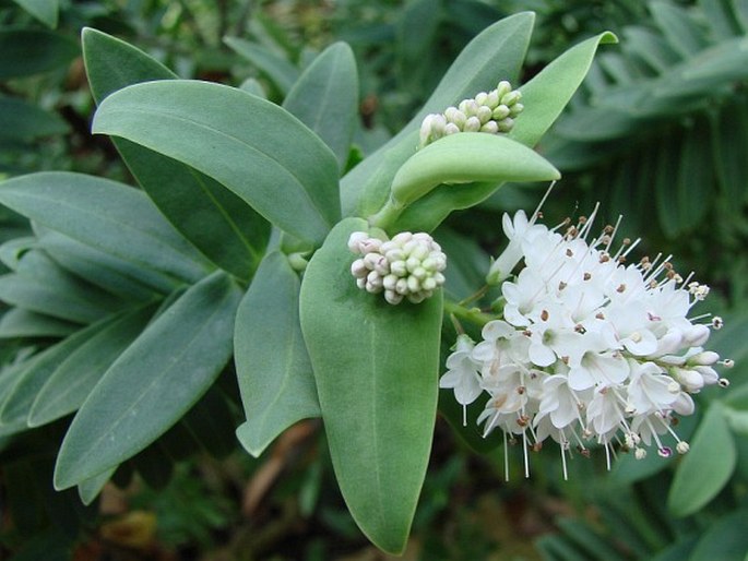 Veronica albicans