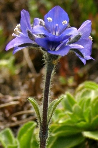 Veronica bellidioides