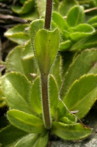 Veronica bellidioides