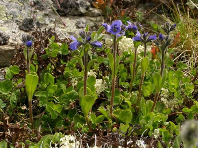 Veronica bellidioides