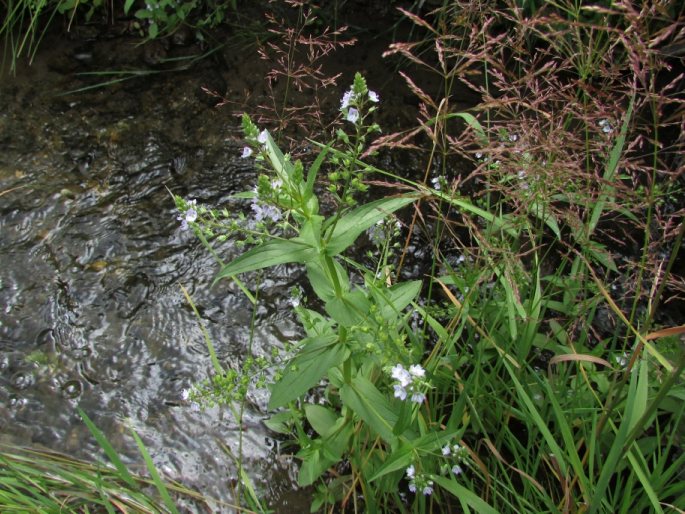 Veronica catenata