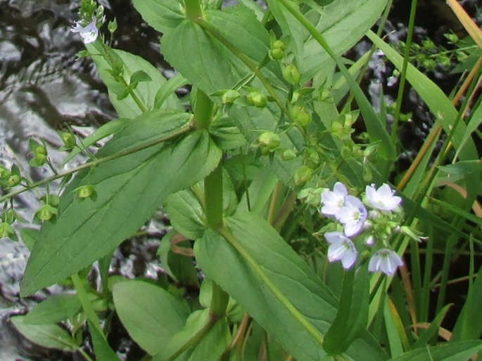 Veronica catenata