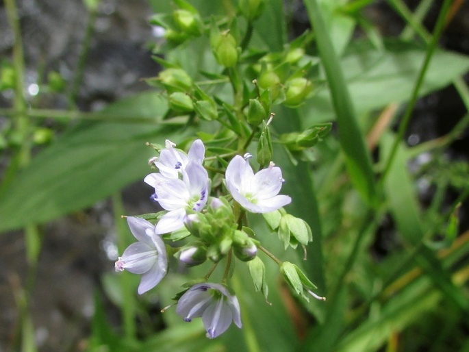 Veronica catenata