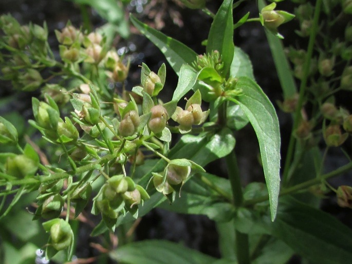 Veronica catenata