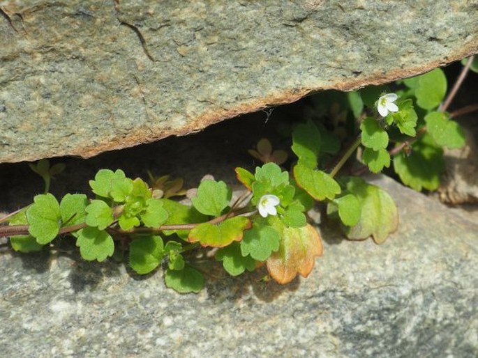 Veronica cymbalaria