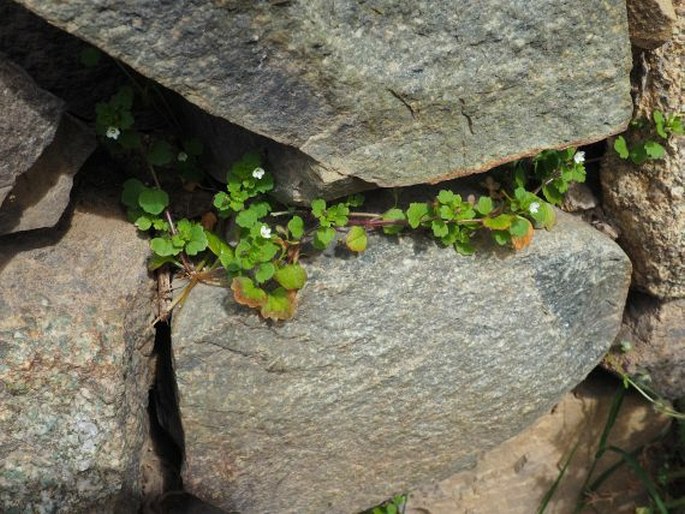 Veronica cymbalaria