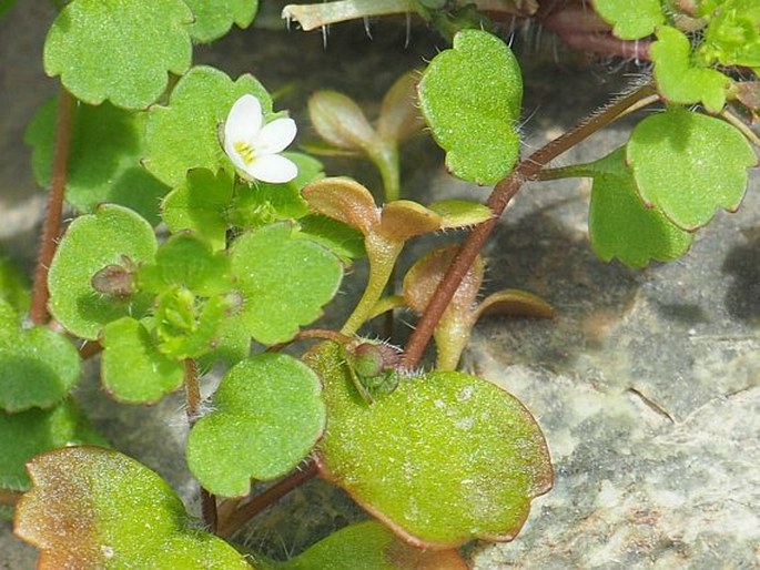 Veronica cymbalaria