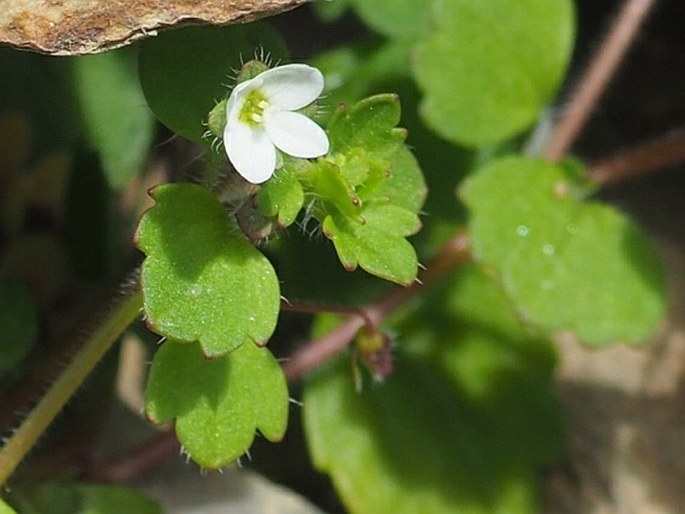 VERONICA CYMBALARIA Bodard – rozrazil / veronika