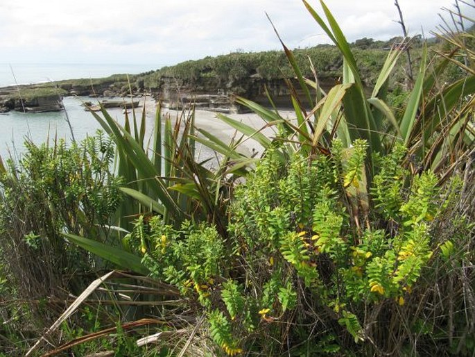 Veronica elliptica