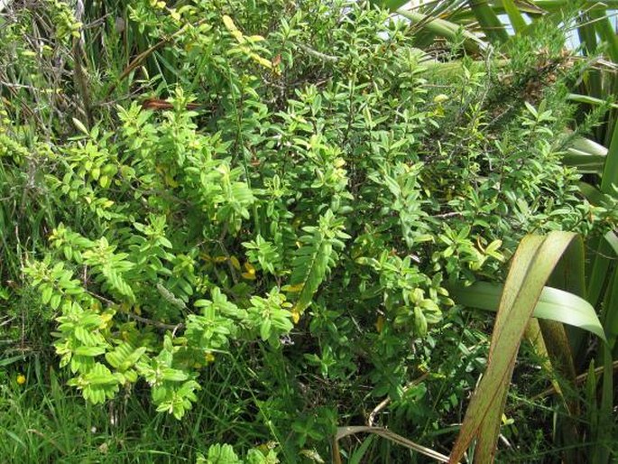 Veronica elliptica