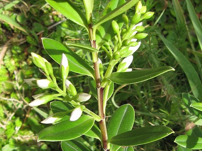 Veronica elliptica