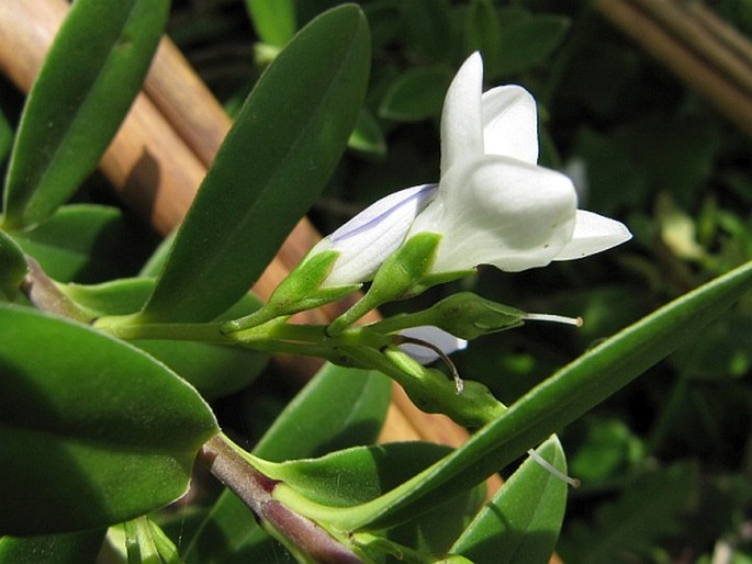 Veronica elliptica