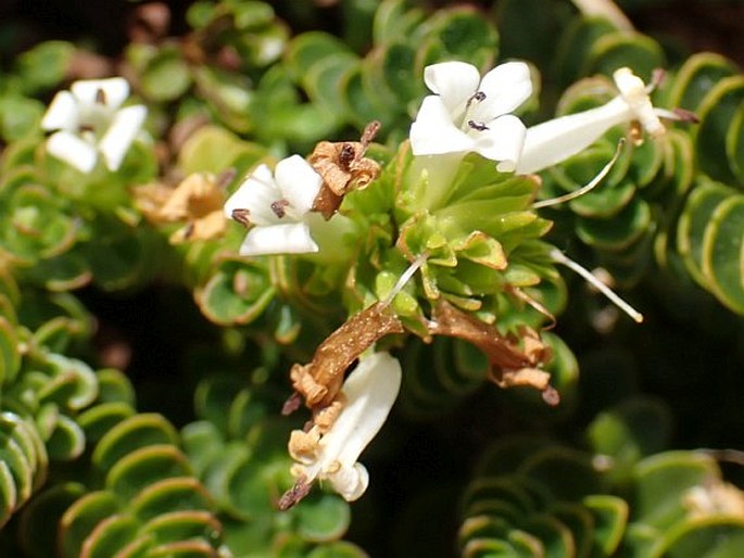 Veronica haastii