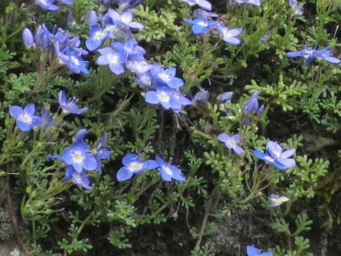 Veronica oltensis