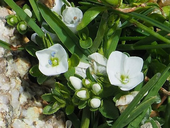 Veronica repens