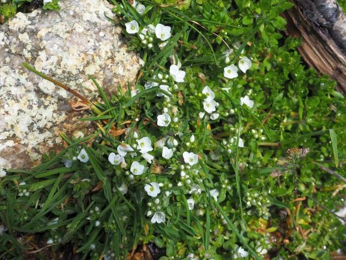 Veronica repens