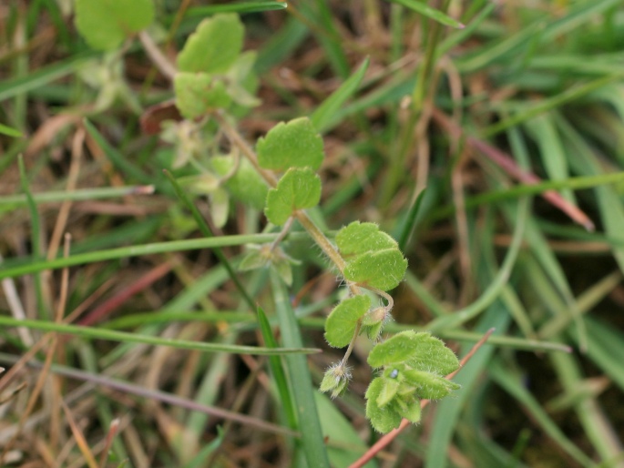 Veronica opaca