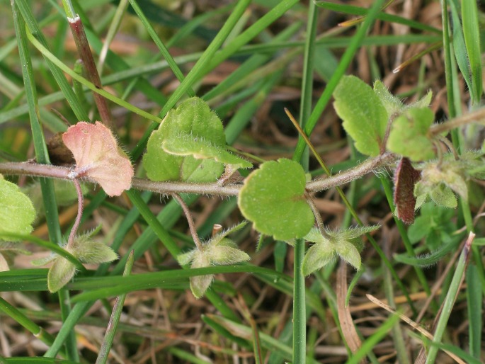 Veronica opaca