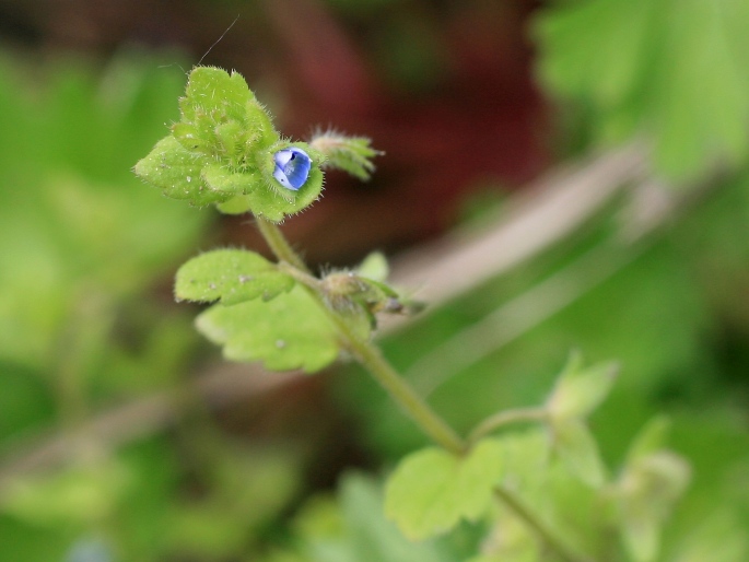 Veronica opaca