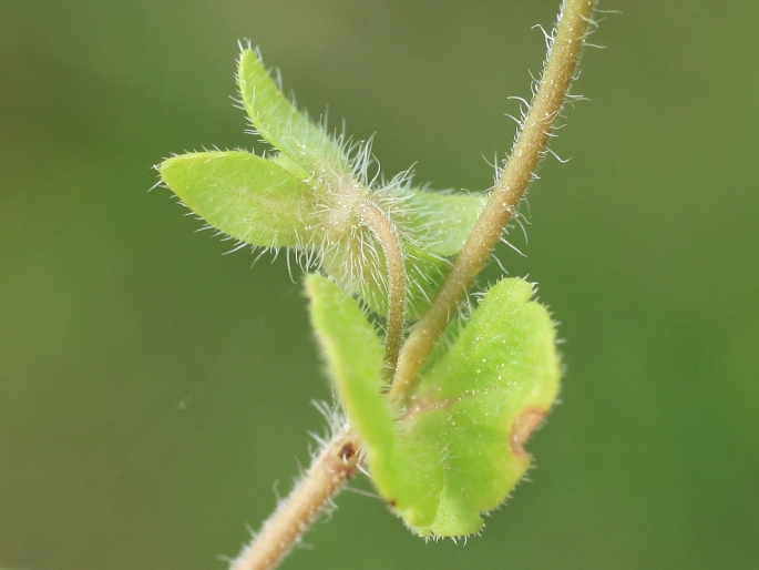 Veronica opaca