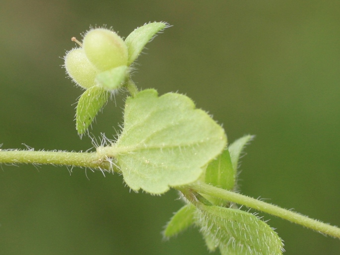 Veronica opaca