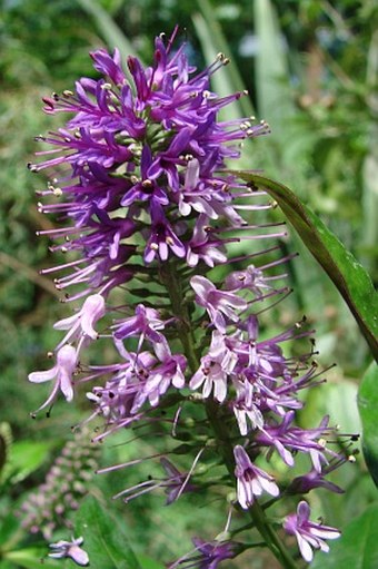 Veronica speciosa