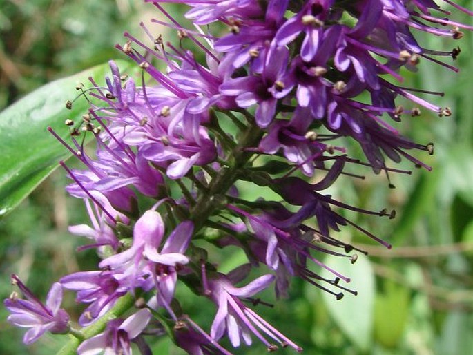 Veronica speciosa