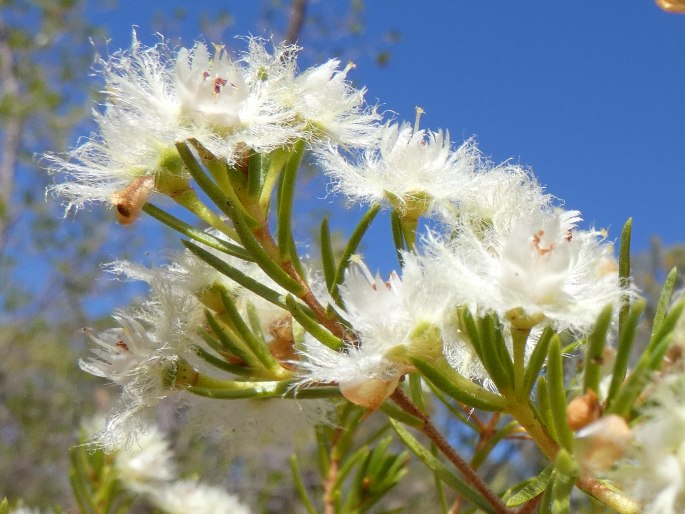 Verticordia cunninghamii