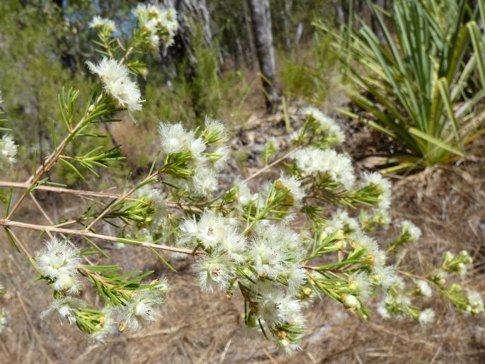 Verticordia cunninghamii