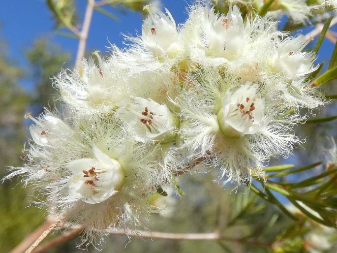 Verticordia cunninghamii