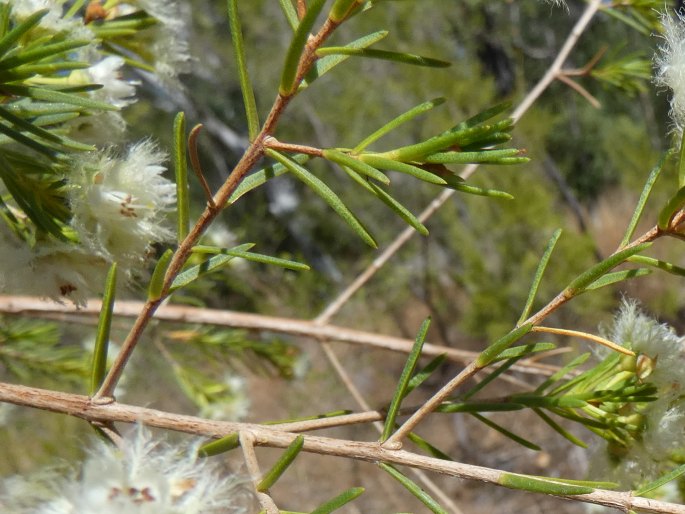 Verticordia cunninghamii