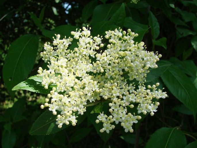 VIBURNUM LENTAGO L. – kalina severoamerická