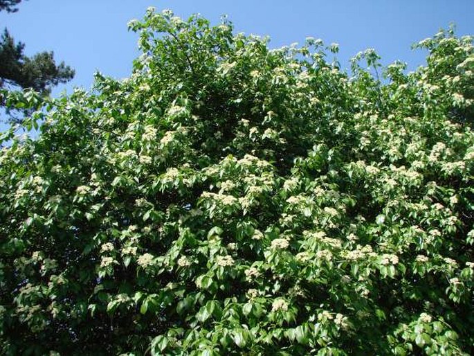 Viburnum lentago