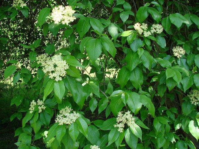 Viburnum lentago