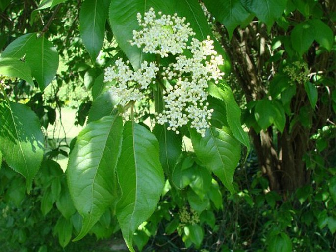 Viburnum lentago