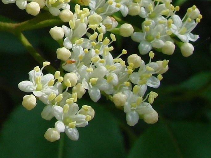 Viburnum lentago