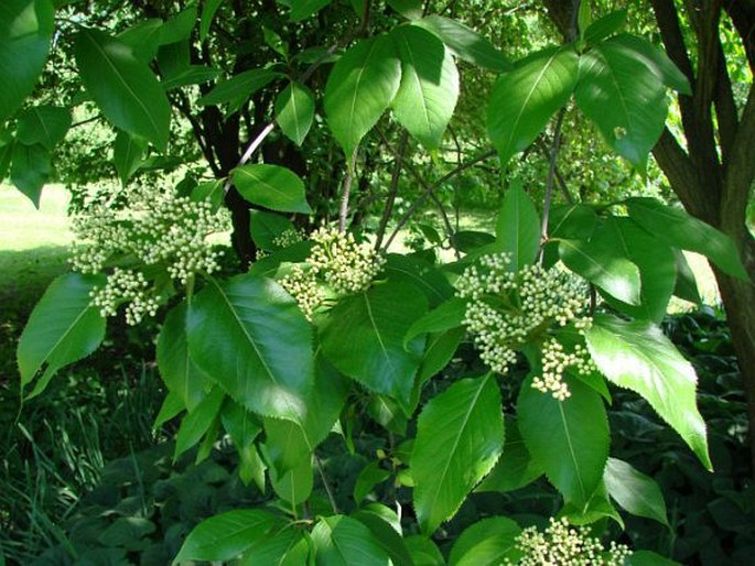 Viburnum lentago