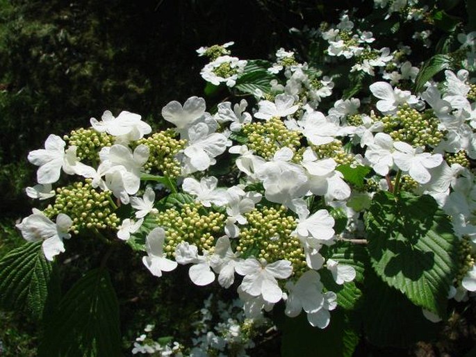 VIBURNUM PLICATUM Thunb. – kalina řasnatá