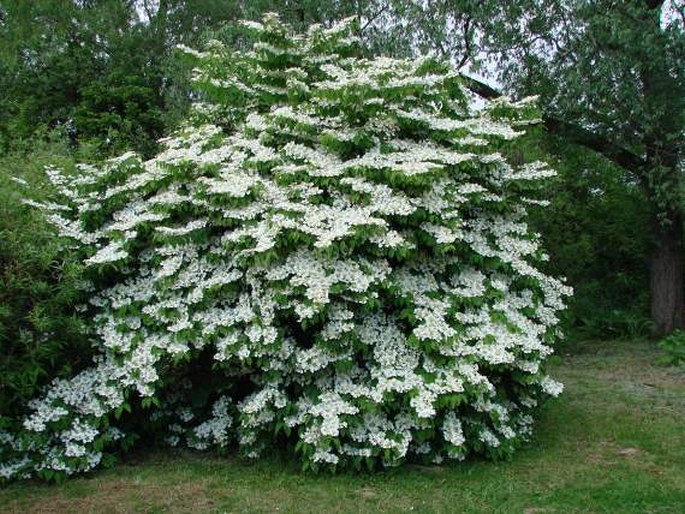 Viburnum plicatum