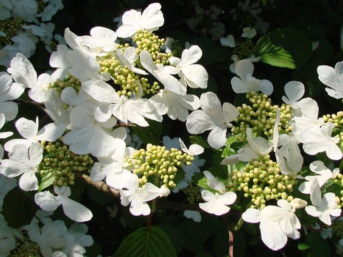 Viburnum plicatum