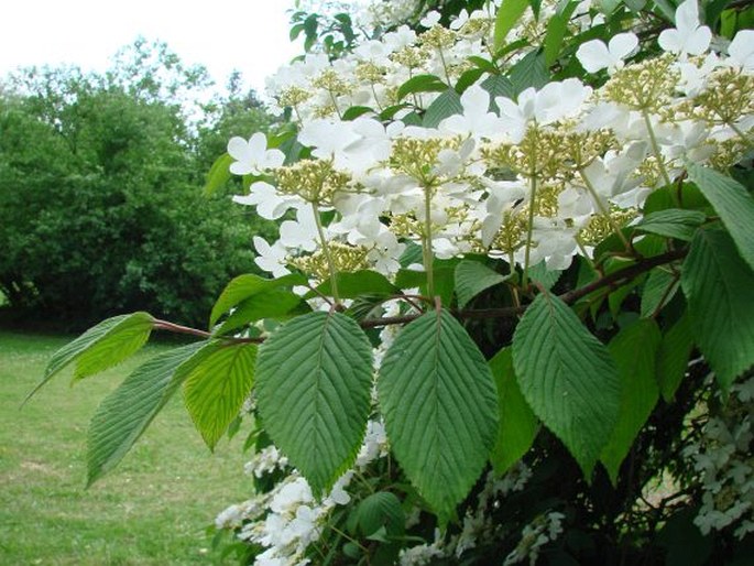 Viburnum plicatum