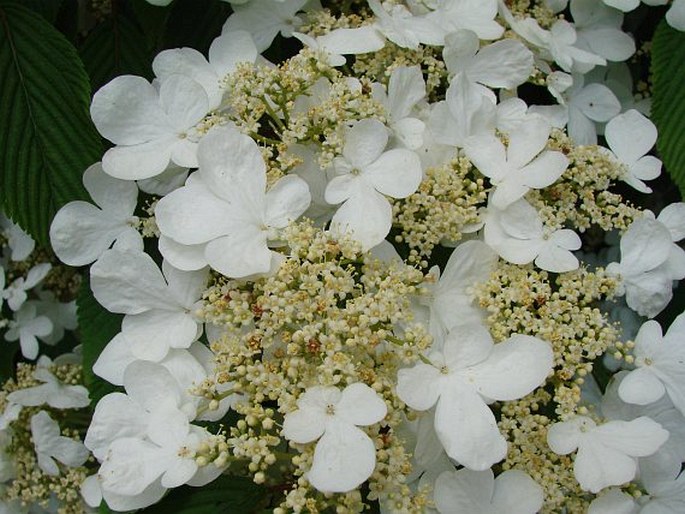 Viburnum plicatum