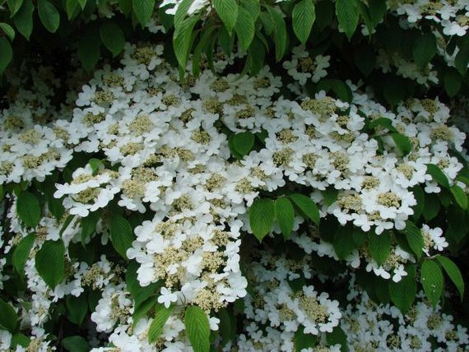 Viburnum plicatum