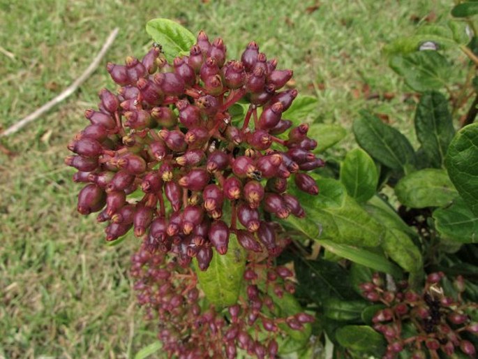 VIBURNUM TRELEASEI Gand. – kalina azorská