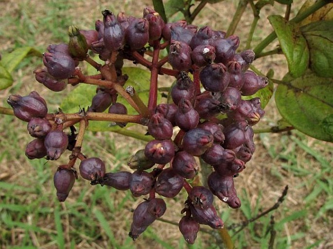 Viburnum treleasei