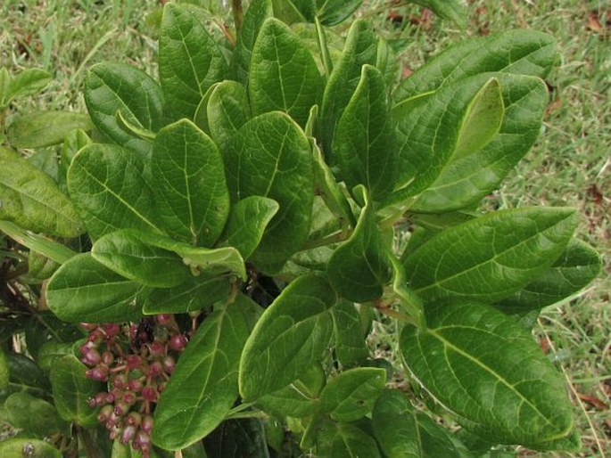 Viburnum treleasei